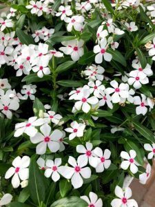 A Catharanthus White Pepermint