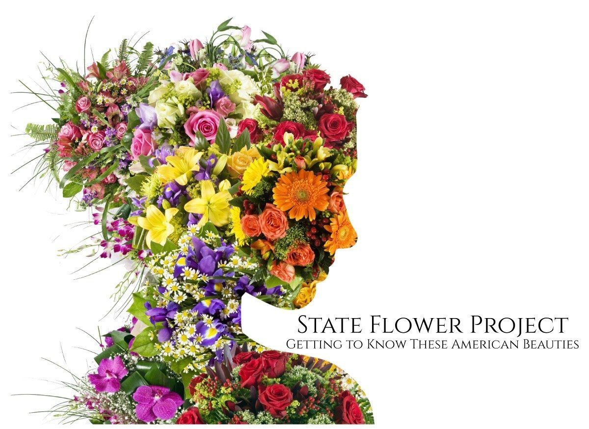 State Flower Project Header
