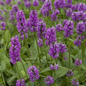 Stachys Hummelo Red Lavender Spikes