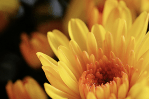 The Chrysanthemum Seduces