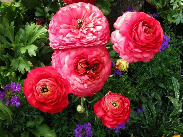 Beautiful pink and red ranunculus