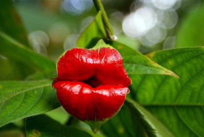 Psychotria Elata Hot Lips Flower
