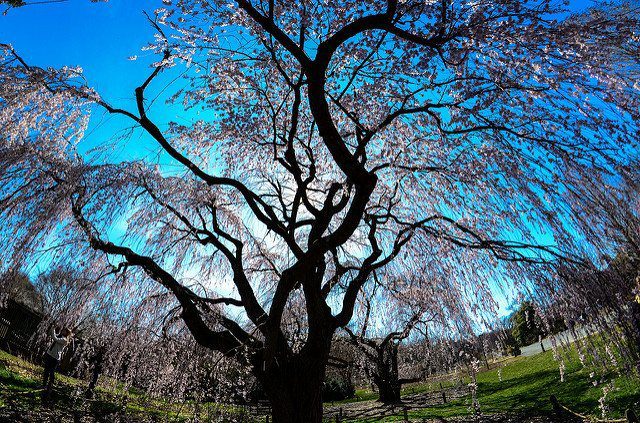 An Aged Cherry Tree at the National Arboretum