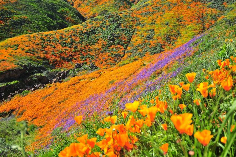 Vibrant California Poppy Hillside