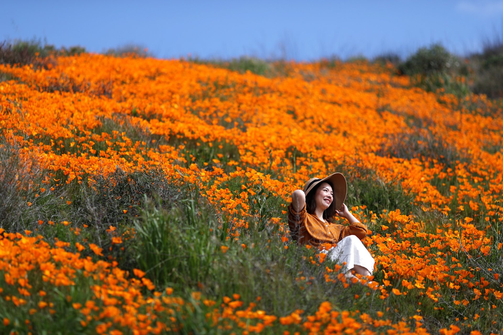 California Orange Poppy Field 