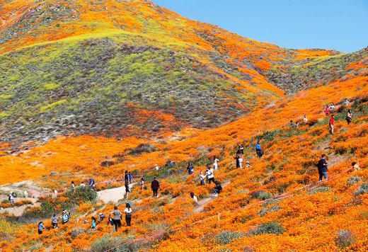 Visitors Enjoying Bursting California Poppies