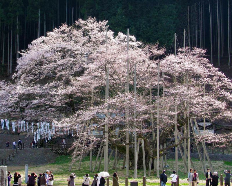 A revered cherry tree in Japan