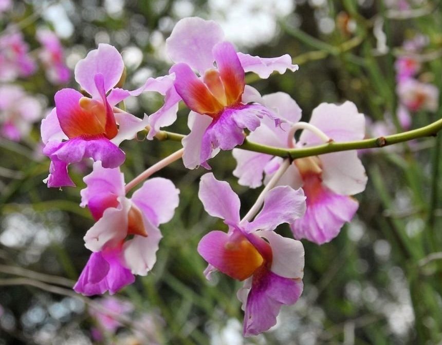 The meaning of Orchid flowers