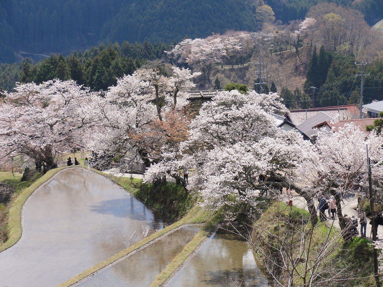Cherry Blossoms on Mount Mitake