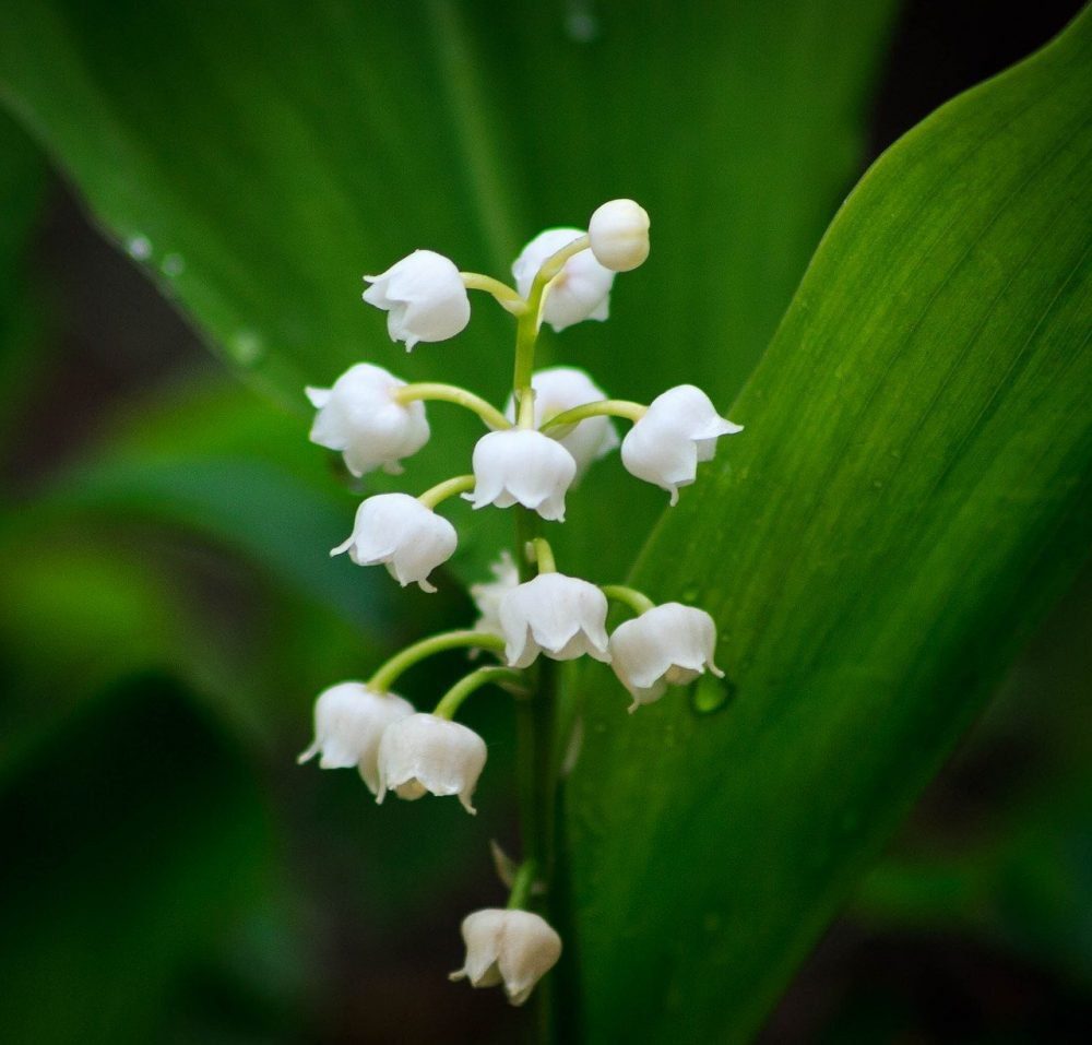 Sweet Pure Lily of the Valley