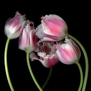 Magda Indigo White Pink Tulips