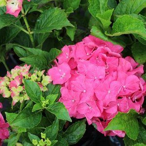 Forever-and-Ever red sensation hydrangea