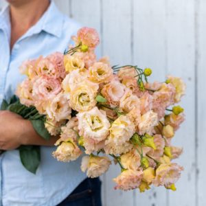 Double Lisianthus in Champagne