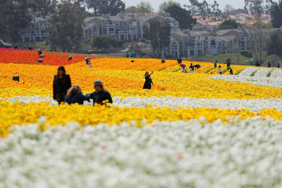 Field Of Flower Carlsbad California