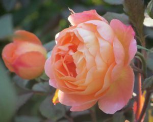 Lady Emmy Hamilton Roses