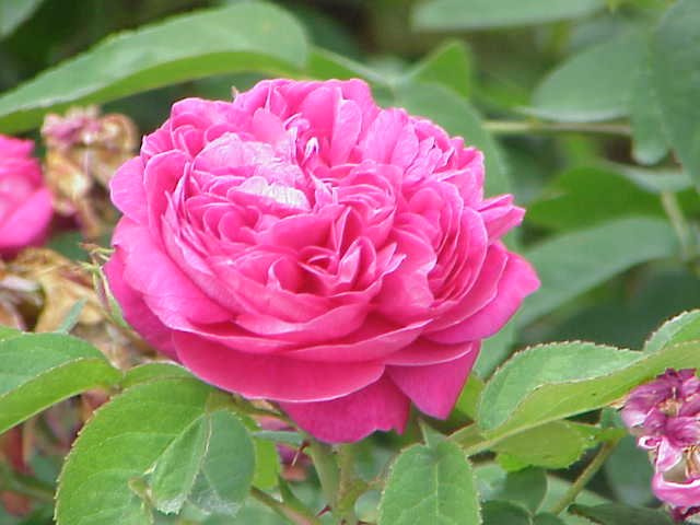 Rosa Damascena Flower