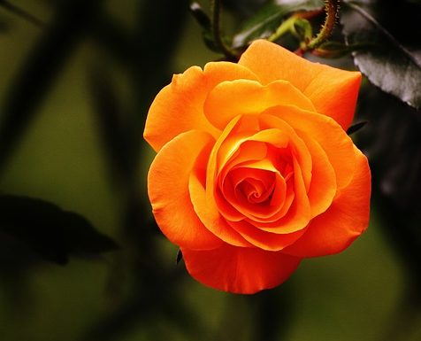 A Perfect Orange Rose
