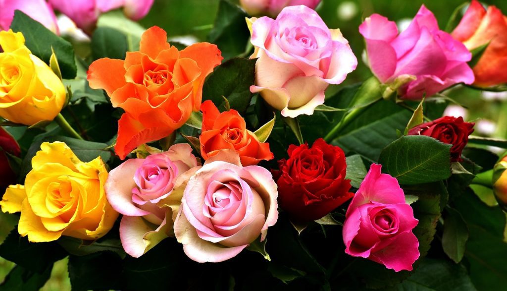 Beautiful Colorful Rose Garden