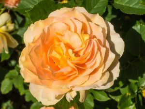 The Honey Perfume Floribunda Rose
