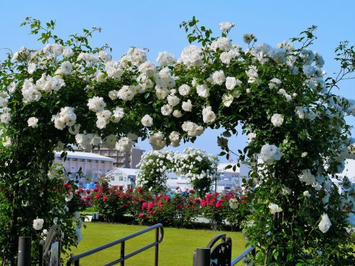 Verny Park France White Roses