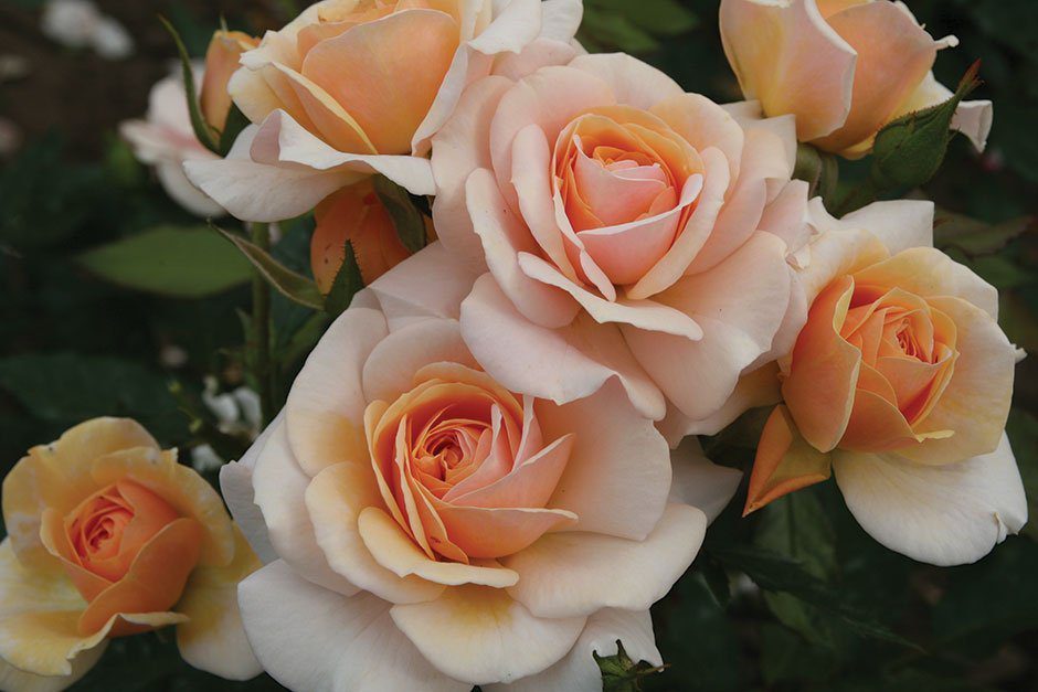Peach color roses