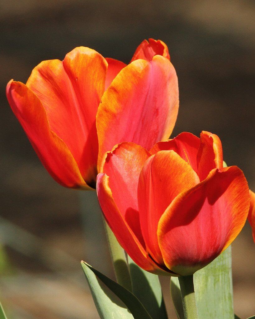 Beautiful Blooming Red Tulip