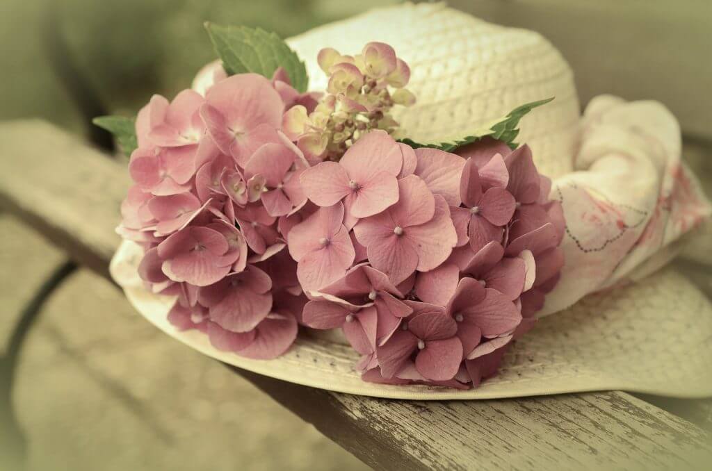Pink Hydrangea Perfect Flower For Aunts