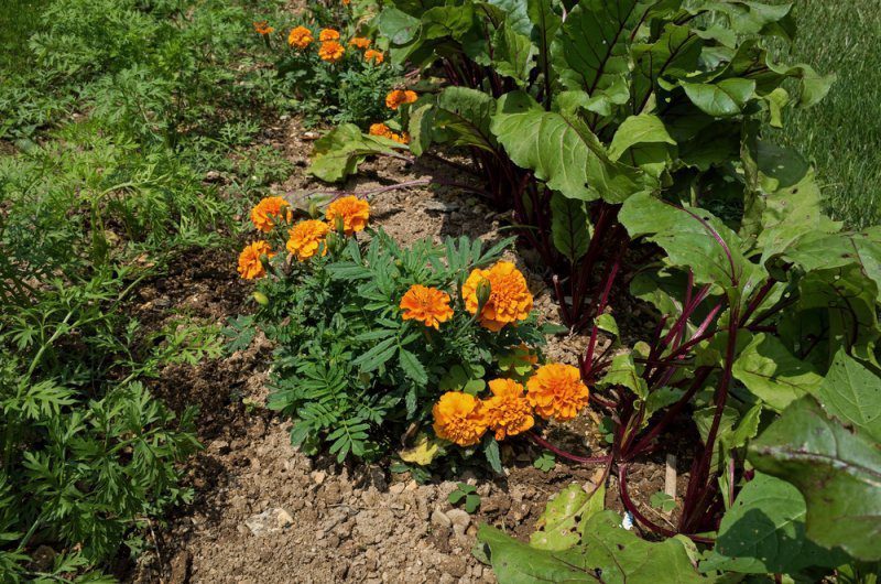 Marigolds planted between carrots and beets