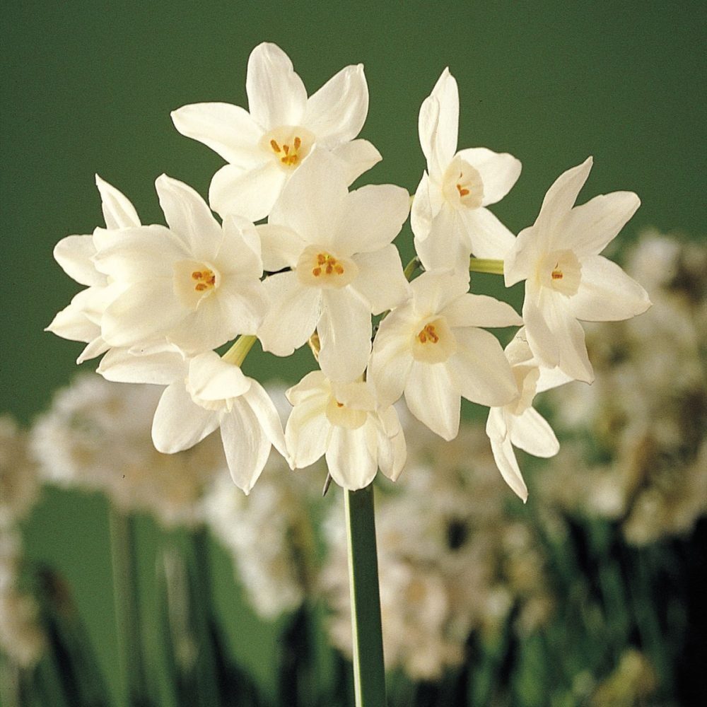 A Paperwhite Flower Narcissus Papyraceus