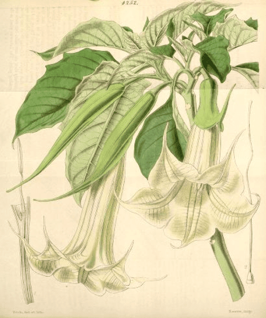 White flowered angel's trumpet Walter Hood Fitch