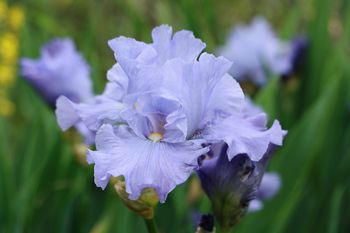 How To Care For A Beautiful Purple Iris