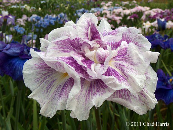How To Grow A Japanese Iris