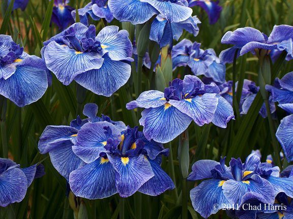 How To Care For A Purple Japanese Iris