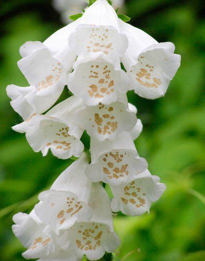 White Flowering Foxglove Plants