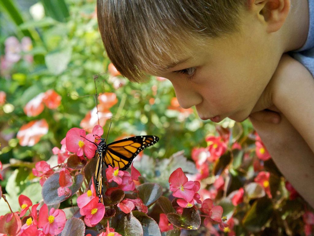Young Boy Butterfly In Garden