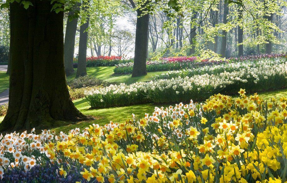 How To Grow Care For Daffodils