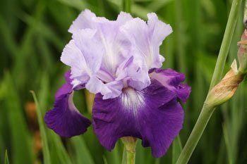 Bearded Iris Standard Front Yard Flower