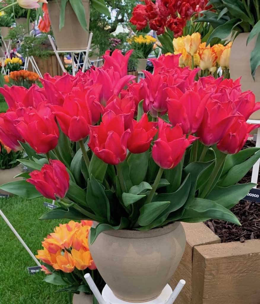 A Pot Of Vibrant Red Tulips