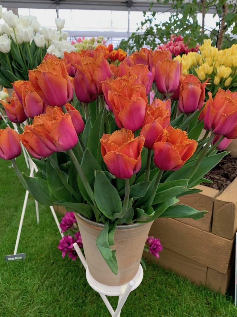 Beautiful Pink And Orange Tulips