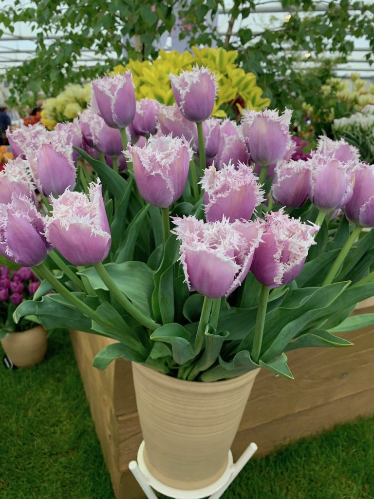 Purple Variegated Tulips