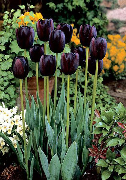 The Long-Awaited All Black Tulip