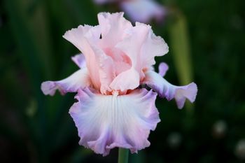 A Beautiful Pink Iris