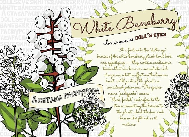 White Baneberry Achtaea Pachypoda