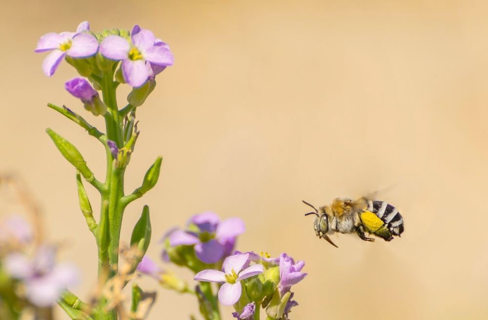 How To Build A Pollinator Garden