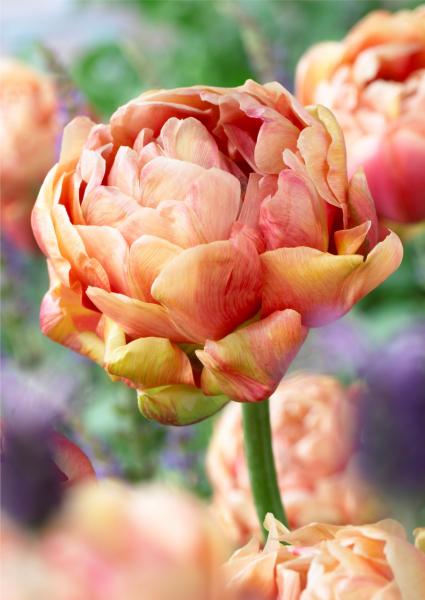 A peony-flowered tulip from BlomsBulbs