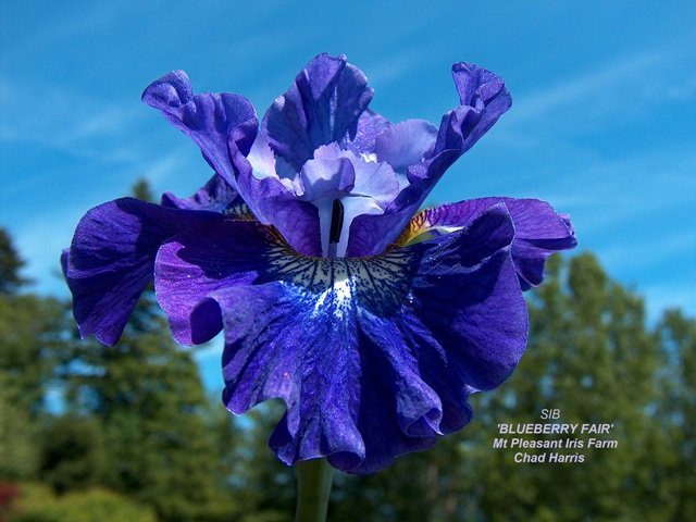 A Brilliant Purple Siberian Iris