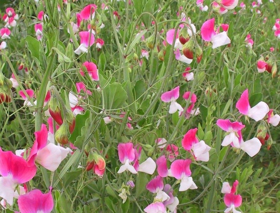 The Painted Lady sweet pea