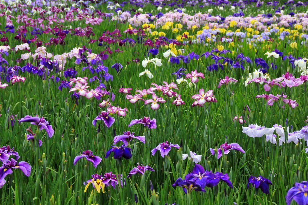 A field of Japanese iris