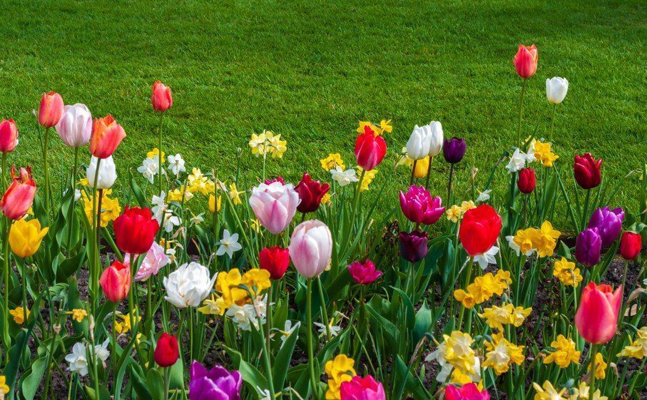 How To Plant, Grow and Care for Tulips