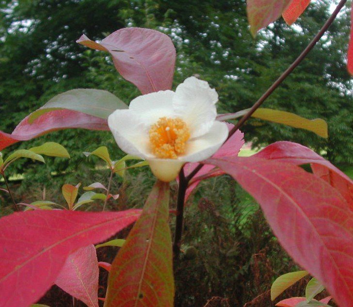 The Franklinia Alatamaha Flowering Bush